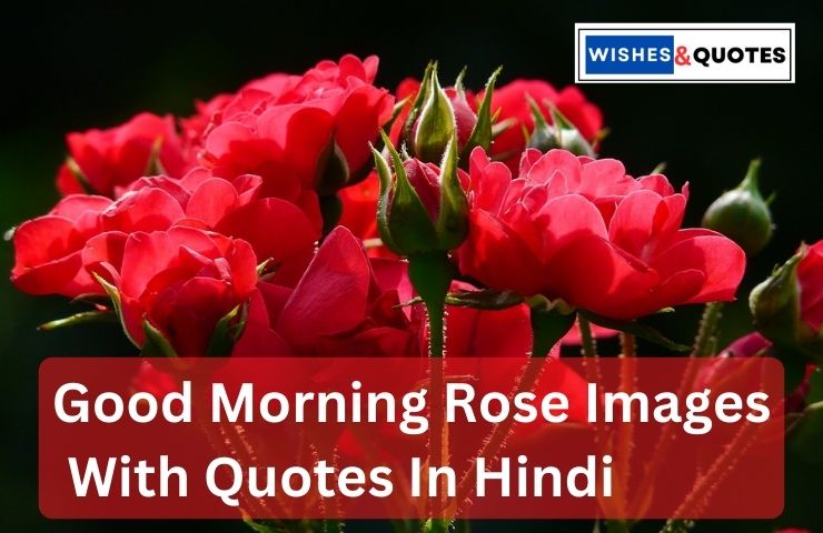 Good Morning Rose Images With Quotes In Hindi